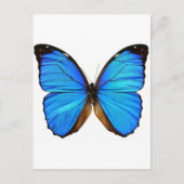 Schmetterling Postkarte (Vorderseite)