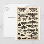 Schmetterling Postkarte (Vorne/Hinten)