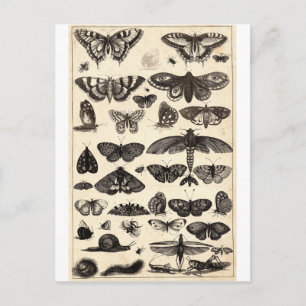 schmetterling postkarte
