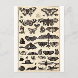 Schmetterling Postkarte