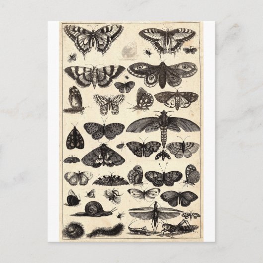 Schmetterling Postkarte (Vorderseite)