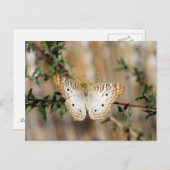 Schmetterling Postkarte (Vorne/Hinten)