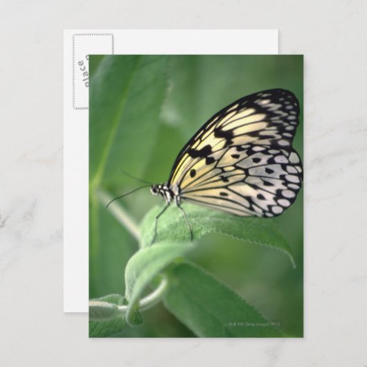 Schmetterling Postkarte (Vorne/Hinten)
