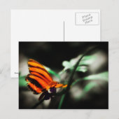 Schmetterling Postkarte (Vorne/Hinten)