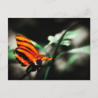 Schmetterling Postkarte