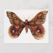 Schmetterling Postkarte (Vorderseite)