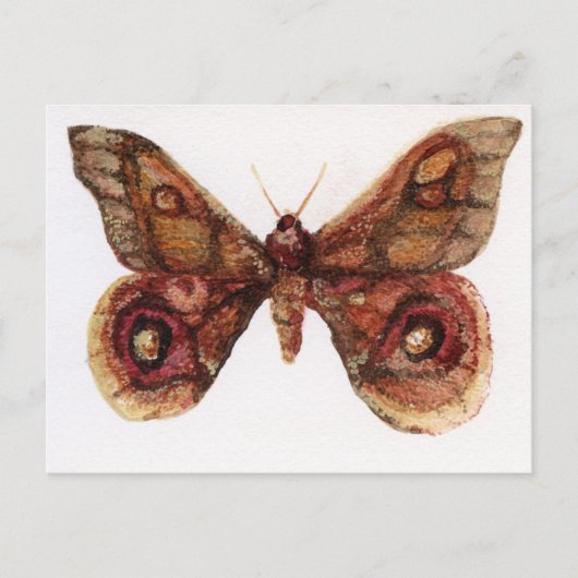 Schmetterling Postkarte (Vorderseite)