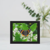 Schmetterling Postkarte (Stehend Vorderseite)