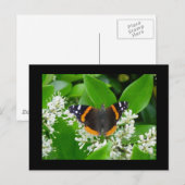 Schmetterling Postkarte (Vorne/Hinten)