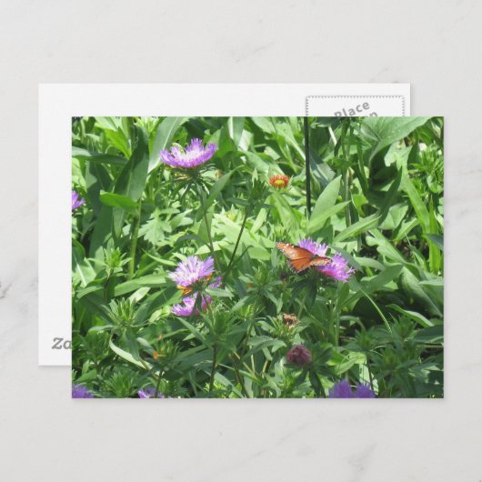 Schmetterling Postkarte (Vorne/Hinten)