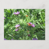 Schmetterling Postkarte (Vorderseite)