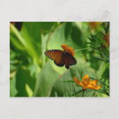Schmetterling Postkarte (Vorderseite)