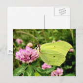 Schmetterling Postkarte (Vorne/Hinten)