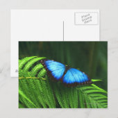 Schmetterling Postkarte (Vorne/Hinten)