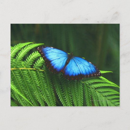 Schmetterling Postkarte (Vorderseite)