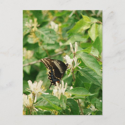 Schmetterling Postkarte (Vorderseite)