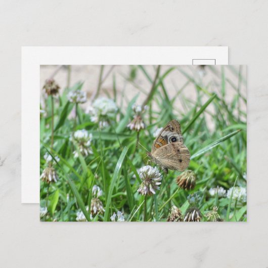 Schmetterling Postkarte (Vorne/Hinten)