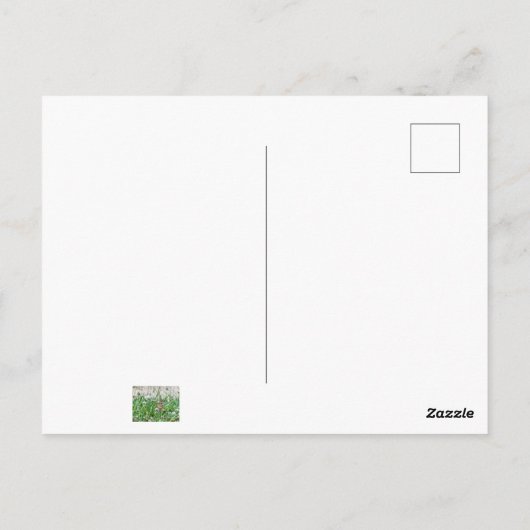 Schmetterling Postkarte (Rückseite)