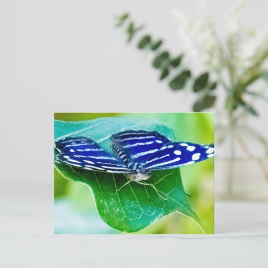 Schmetterling Postkarte (Stehend Vorderseite)