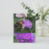 schmetterling... postkarte (Stehend Vorderseite)