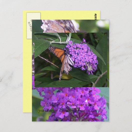 schmetterling... postkarte (Vorne/Hinten)