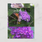 schmetterling... postkarte (Vorderseite)