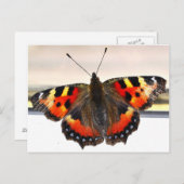 Schmetterling. Postkarte (Vorne/Hinten)