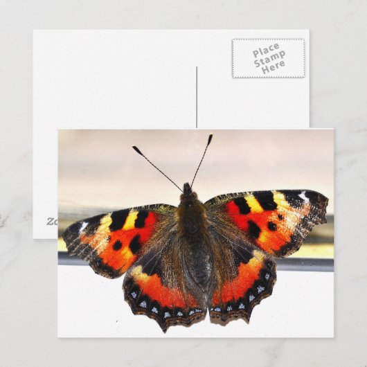 Schmetterling. Postkarte (Vorne/Hinten)