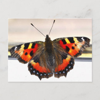 Schmetterling. Postkarte