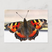 Schmetterling. Postkarte (Vorderseite)
