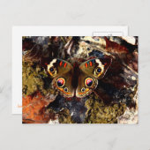 Schmetterling Postkarte (Vorne/Hinten)