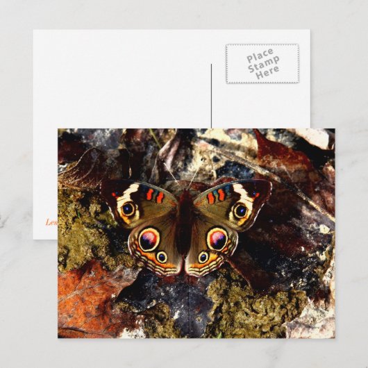 Schmetterling Postkarte (Vorne/Hinten)