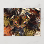 Schmetterling Postkarte (Vorderseite)