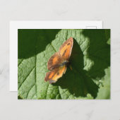 Schmetterling Postkarte (Vorne/Hinten)