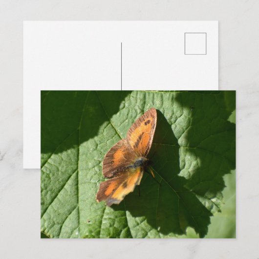 Schmetterling Postkarte (Vorne/Hinten)