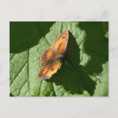 Schmetterling Postkarte (Vorderseite)