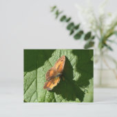 Schmetterling Postkarte (Stehend Vorderseite)