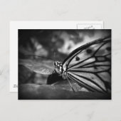 Schmetterling Postkarte (Vorne/Hinten)
