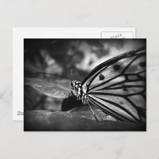 Schmetterling Postkarte (Vorne/Hinten)