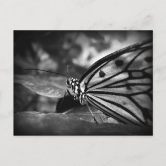 Schmetterling Postkarte