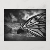 Schmetterling Postkarte (Vorderseite)