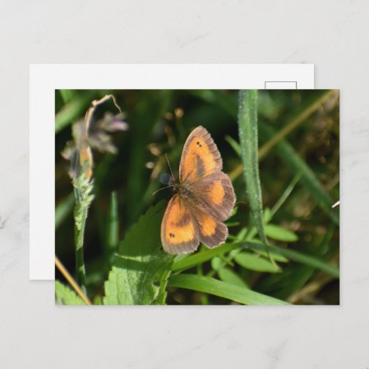 Schmetterling Postkarte (Vorne/Hinten)