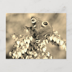 Schmetterling Postkarte