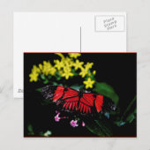 Schmetterling Postkarte (Vorne/Hinten)