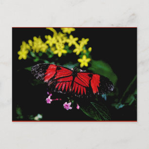 Schmetterling Postkarte