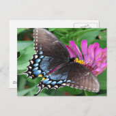 Schmetterling Postkarte (Vorne/Hinten)
