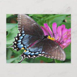Schmetterling Postkarte