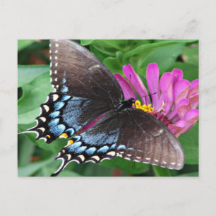 Schmetterling Postkarte
