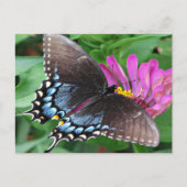 Schmetterling Postkarte (Vorderseite)