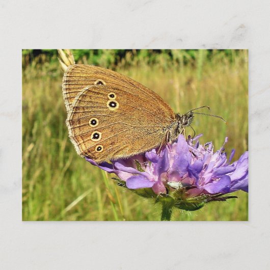 Schmetterling Postkarte (Vorderseite)